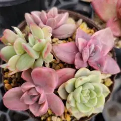 2026年最新】ミセスリチャード錦の人気アイテム - メルカリ