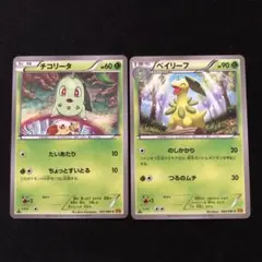 チコリータ　ベイリーフXY