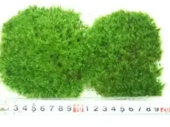 Riri様 リクエスト 2点 まとめ商品