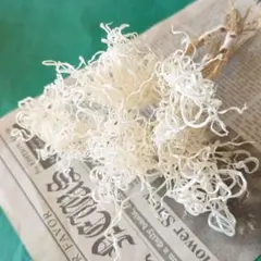 イノモトソウ ドライフラワー No.101