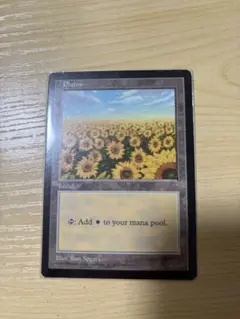 平地/Plains APAC1 ひまわり