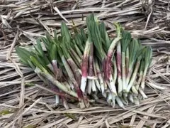 北海道産天然行者にんにく300gのサムネイル