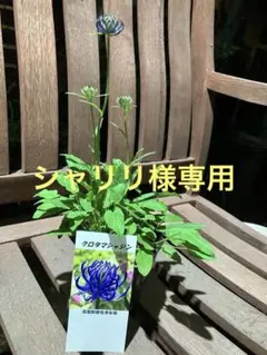 クロタマシャジン 1ポット