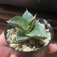 アガベ　オテロイ　実生