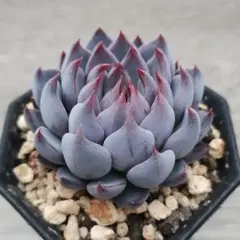 cottoncandy様 リクエスト 2点 まとめ商品