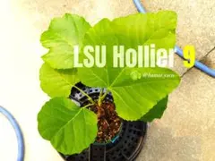いちじく苗 LSU Everbearing 5号スリット - メルカリ