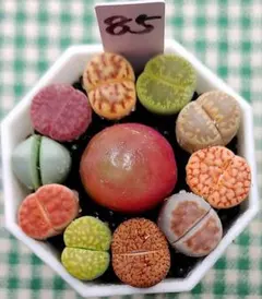 多肉植物リトープス/コノフィツム　ブルゲリ入り　カラフルセット　土付き　S85