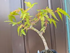 モミジ　ミニ盆栽　素材にものサムネイル