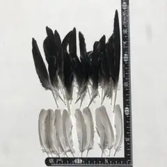 Item thumbnail for item 25a3a1bd-53e8-45dd-8786-db448a6e554e