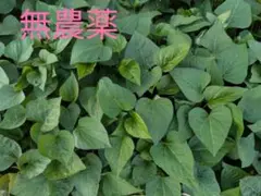 3本4月下旬発送分茨城県産紅はるかさつまいも苗ウイルスフリー - メルカリ