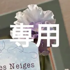 2025年最新】パンジー フェデネージュの人気アイテム - メルカリ