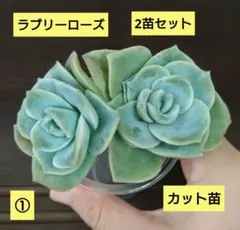 ぶんコロ様 リクエスト 2点 まとめ商品