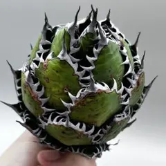 龍門】アガベ 特選 多肉植物 ホリダ 極上強刺 精品株 - メルカリ