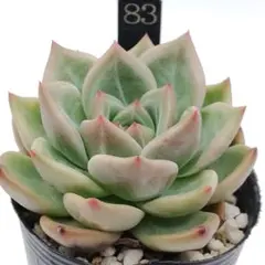 105.スティルハート 抜き苗 多肉植物 - メルカリ