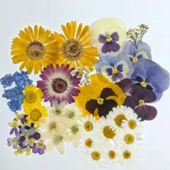 押し花　訳あり　B品　0905
