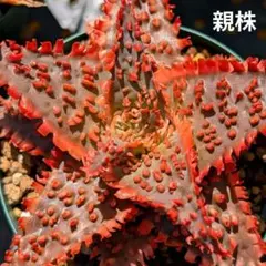 ロウルサンコさんオリジナルラベル付き☆アロエ 悪の女王 - メルカリ