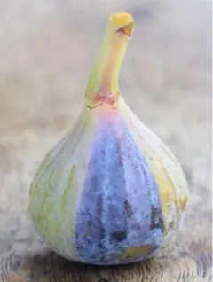 2025年最新】イチジク穂木の人気アイテム - メルカリ