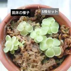 3苗セット Pinguicula esserian ムシトリスミレ 食虫植物 - メルカリ