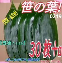 笹の葉 　30枚（0219）自生物　ネコポス発送　福井県産