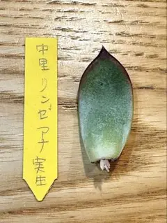 中里リンぜアナ札のみ 2025年最新】中里リンゼアナの人気アイテム - メルカリ