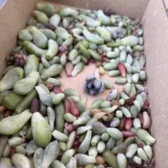 つぶつぶセダムの葉っぱ100枚　ばら撒き用　【エレガンスブルーカット苗付き】