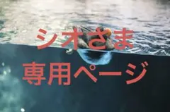シオ様専用ページ