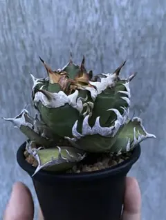 Agave アガベ ゴリ猫 地獄猫 レッドキャットウィーズル 鉢のまま発送