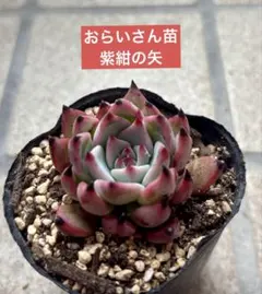 c*)様 おらいさん苗　ミックスベリア　紫紺の矢