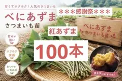 2026年最新】ふくむらさき 苗の人気アイテム - メルカリ