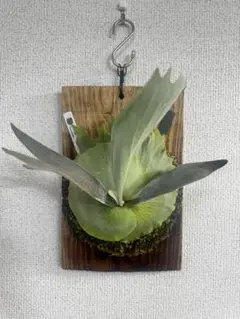 2025年最新】comolebi_plantsの人気アイテム - メルカリ