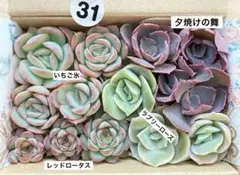 2026年最新】多肉植物 韓国苗 カットの人気アイテム - メルカリ