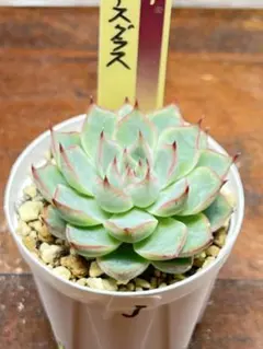 ワンタン様 リクエスト 2点 まとめ商品