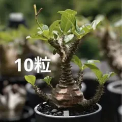 鮮度抜群 ウィンゾリー種子 17粒 2025.6.30採取 2025年最新】ウィンゾリー 種子の人気アイテム - メルカリ