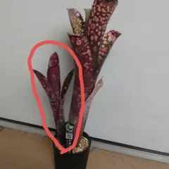 2025年最新】タンクブロメリア ビルベルギアの人気アイテム