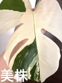 2025年最新】斑入りモンステラ ホワイトタイガーの人気アイテム