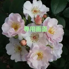 はる様専用画面です•*¨*•.¸¸☆*・゜