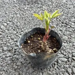 ブラックベリー取り木苗　ポット苗　ポットごと発送