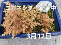 baske54321様 リクエスト 3点 まとめ商品