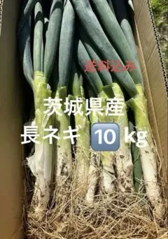 《専用》mm55cooo様 茨城県産　長ネギ　泥ネギ　10kg