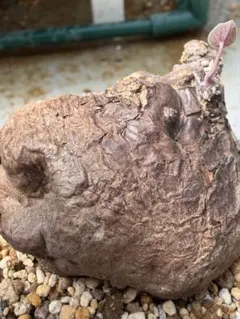 うずまき様専用 紫山芋20kg(正月特価) - メルカリ