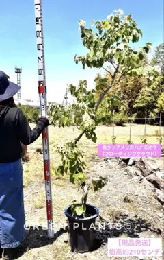 アメリカハナズオウ フローティングクラウド 接木160cm大苗 - メルカリ