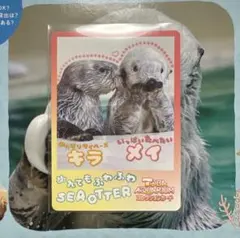 鳥羽水族館 TOBA AQUARIUM ラッコ コレクションカード vol.2 - メルカリ