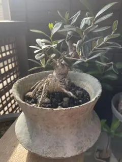 オリーブの木　オリーブ古木　オリーブ盆栽　園芸　ガーデニング オリーブS7 オリーブの木 オリーブ古木 オリーブ盆栽 園芸 ガーデニング オリーブ