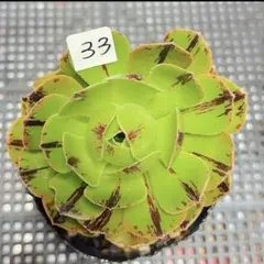 35#多肉植物アエオニウム錦❤️グリ一ンファイア一錦❤️碧火❤2頭12cm