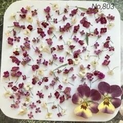 No,803 アリッサム140輪＋α　ドライフラワー花材