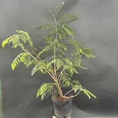 極上 エバーフレッシュ 斑入り 観葉植物 ネムノキ ネムの木 - メルカリ