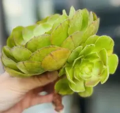 多肉植物　ブラックウィドウ　アエオニウム　超大株　木立 群生 2頭　抜き苗