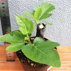 いちじく 苗 white madeira # 1 - メルカリ