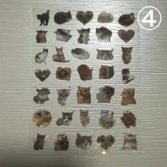 ④猫のホログラム透明ステッカーセット シール ネイルシール