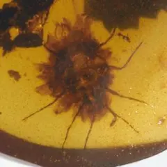 レア極上品 PA0097カメムシ目半翅目のカイガラムシ上科（Coccoidea）